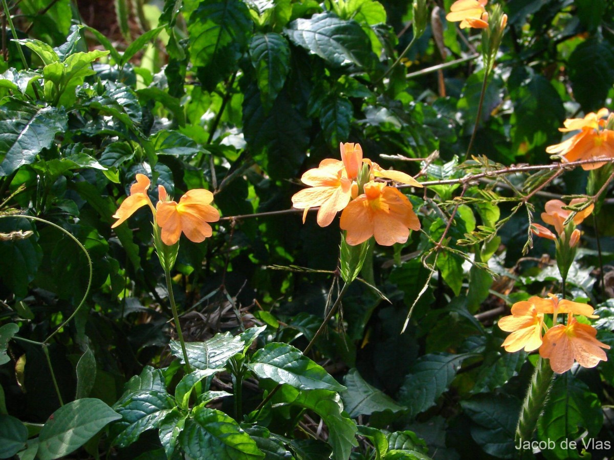 Crossandra infundibuliformis subsp. infundibuliformis (L.) Nees